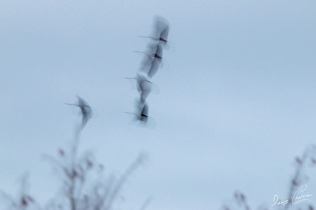 Grues cendrées en vol